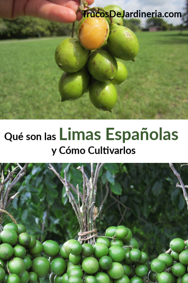 Qué son las Limas Españolas y Cómo Cultivarlos