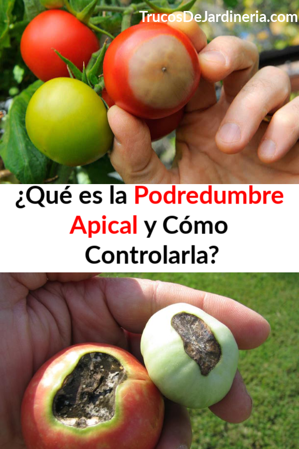 Qué es la Podredumbre Apical y Cómo Controlarla