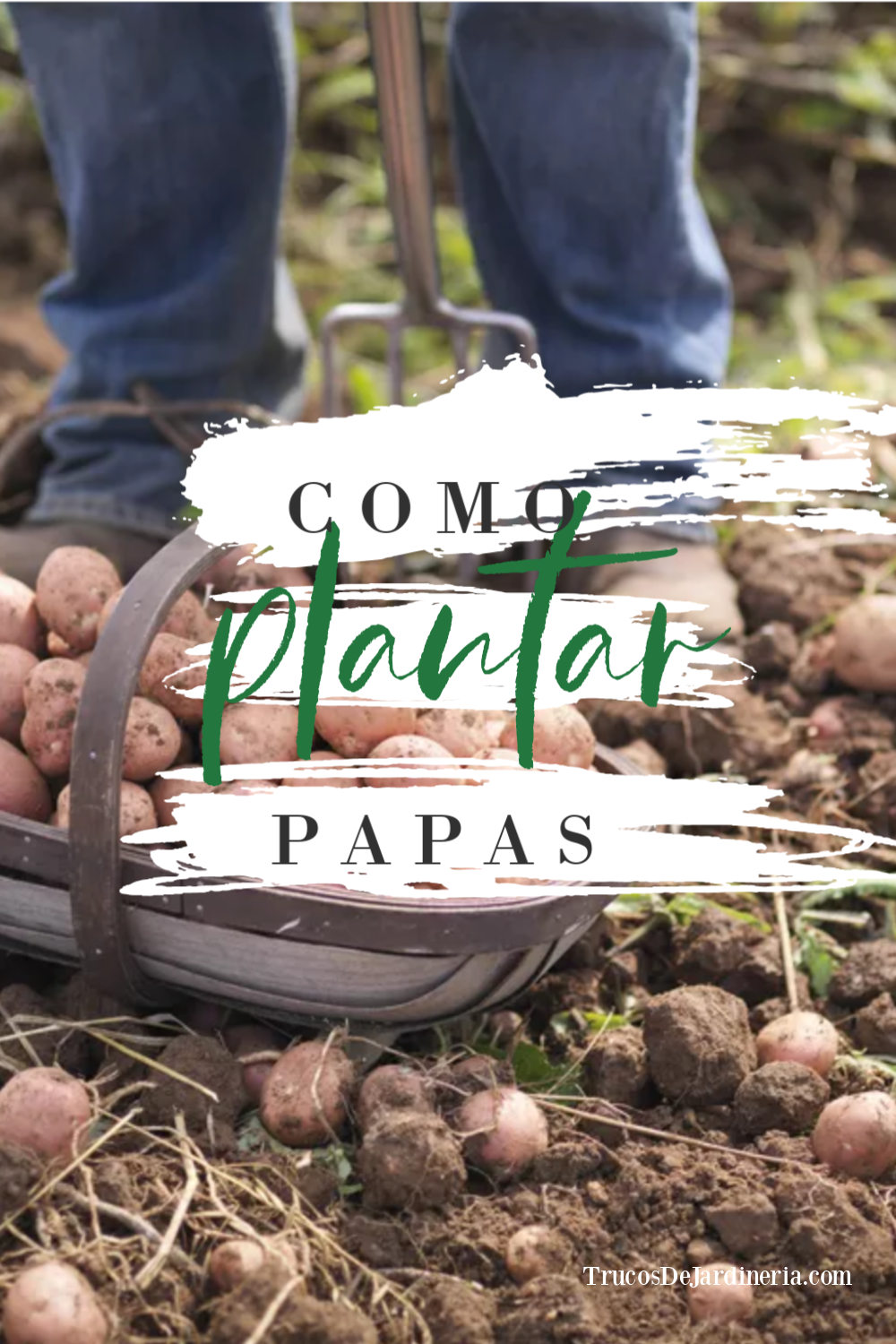 Cómo Plantar Papas