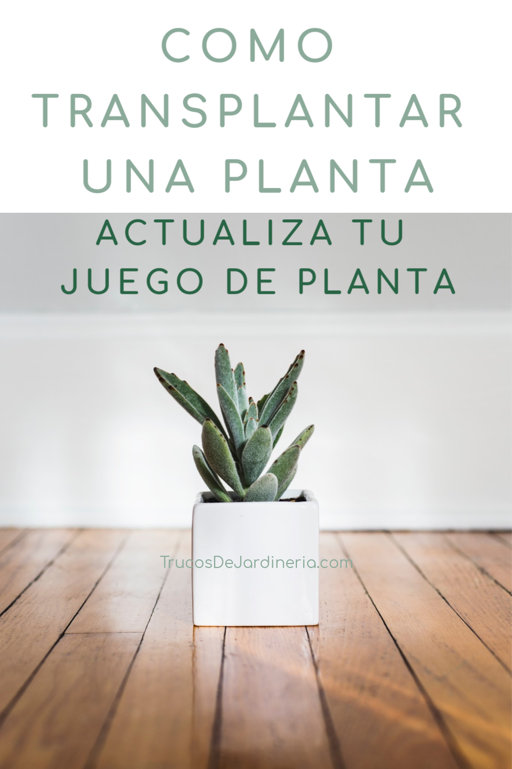 Cómo Transplantar una Planta