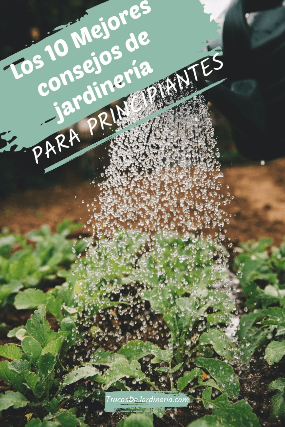 10 Mejores Consejos de Jardinería para Principiantes