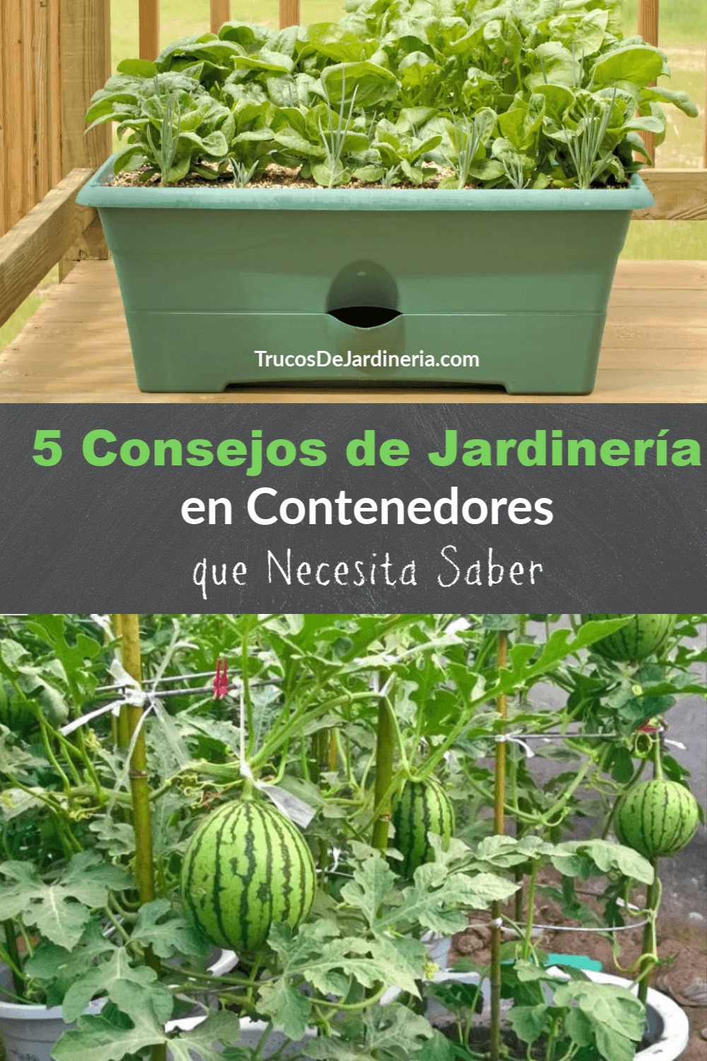 5 Consejos de Jardinería en Contenedores