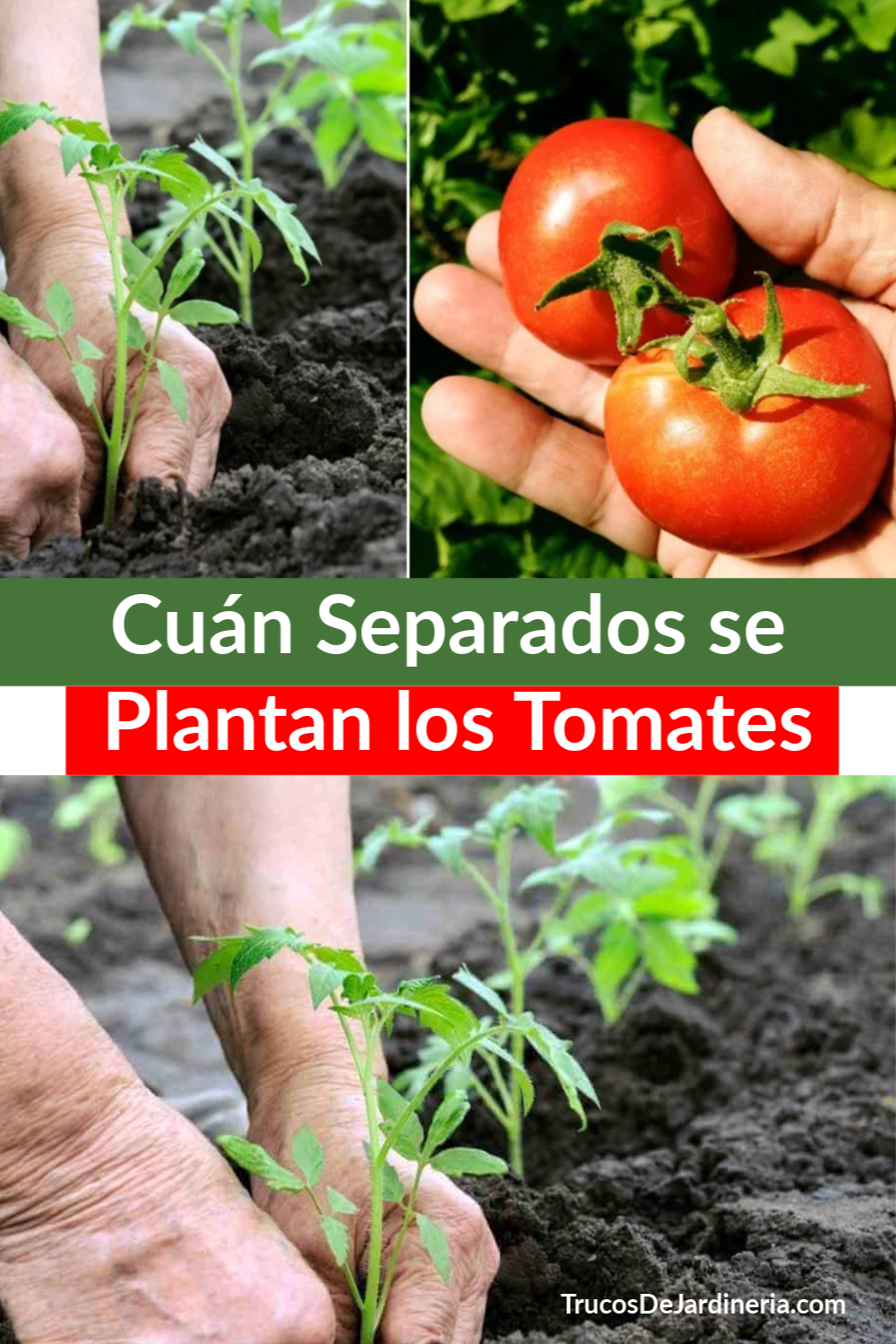Cuán Separados se Plantan los Tomates