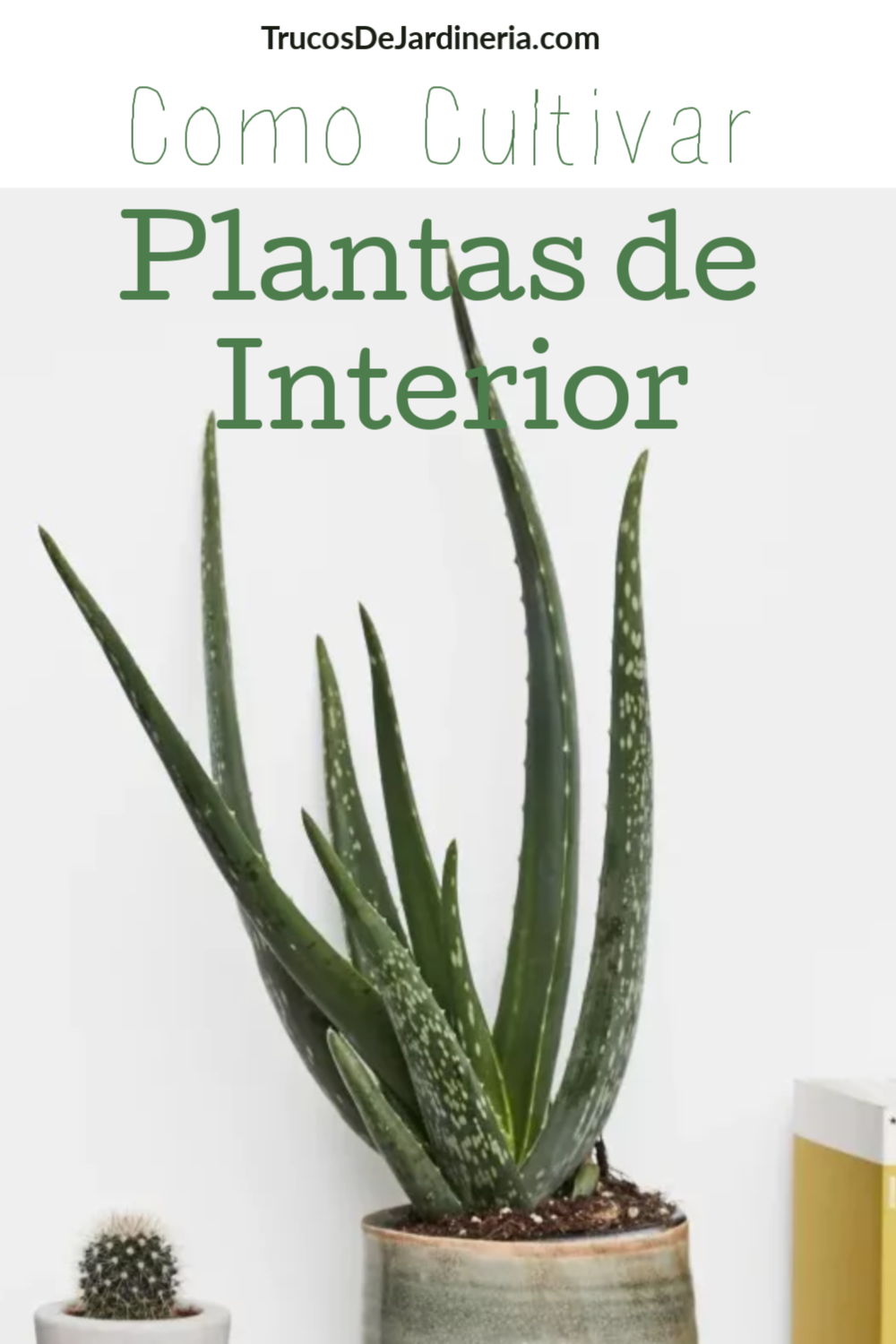 Cómo Cultivar Plantas de Interior