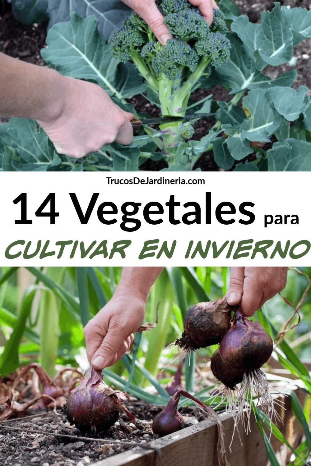 Vegetales para Cultivar en Invierno