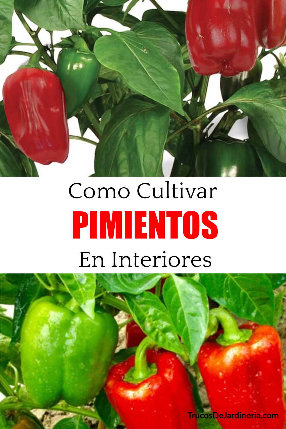 Consejos para Cultivar Pimientos en Interiores