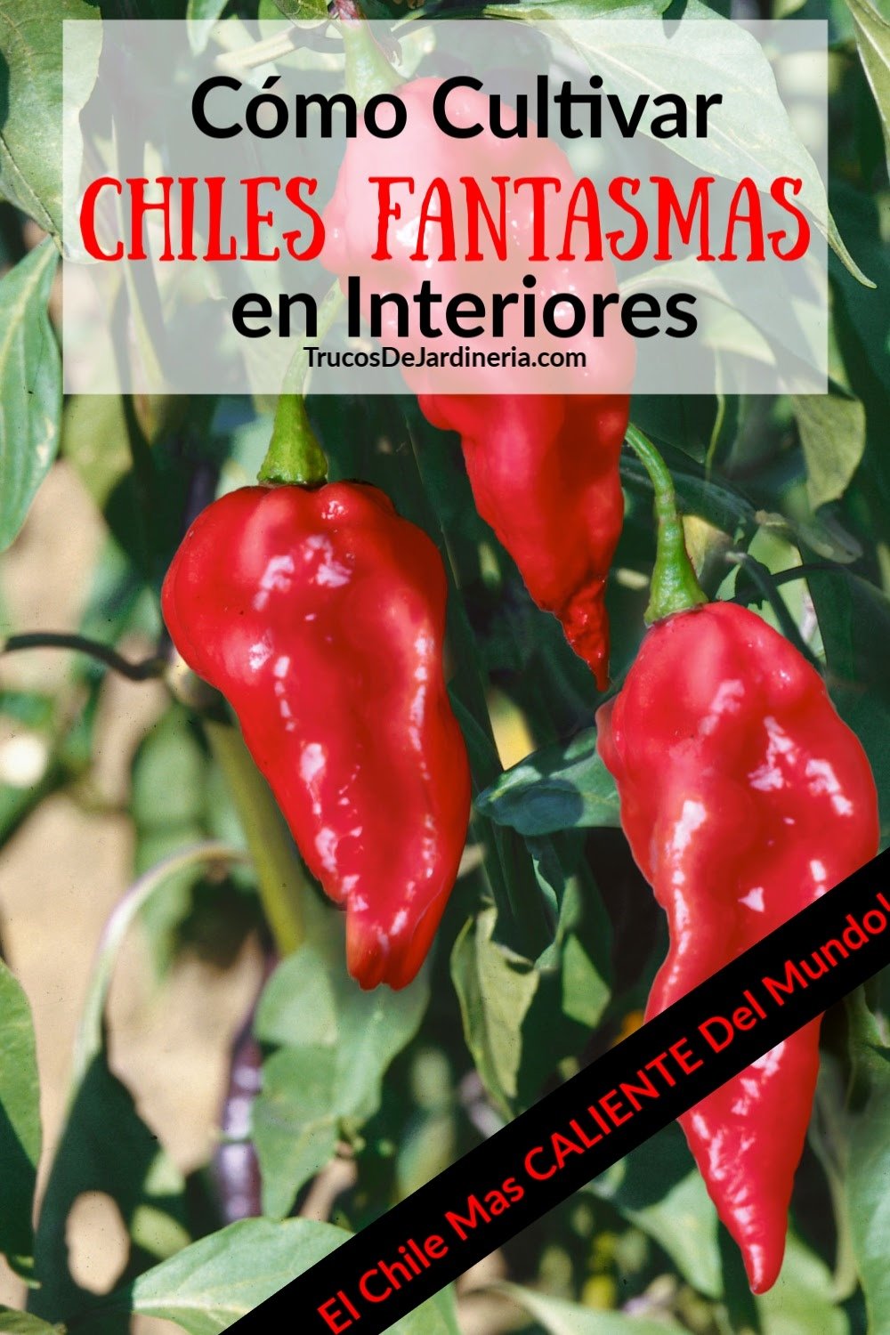 Cómo Cultivar Chiles Fantasmas en Interiores