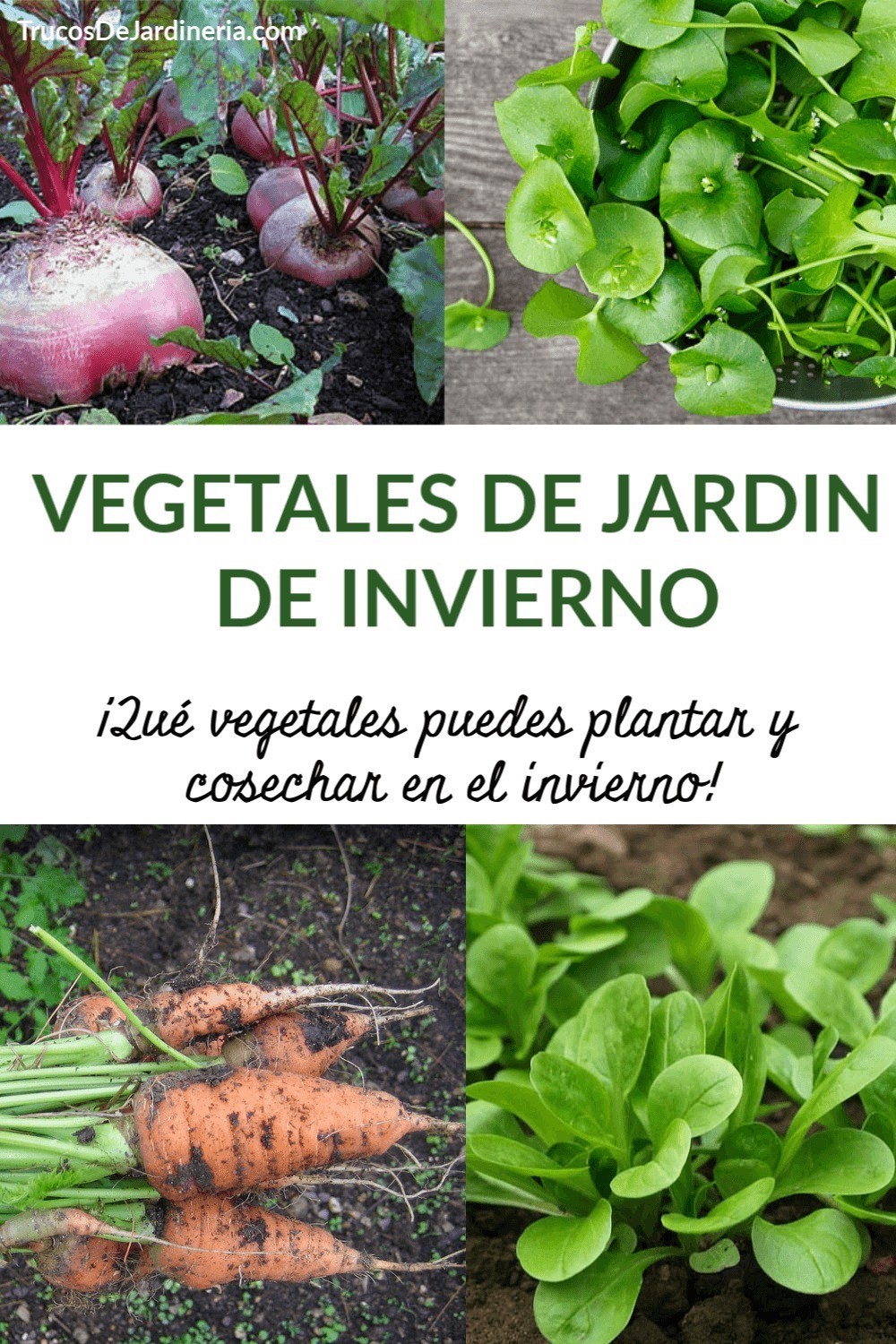 Jardín de Vegetales de Invierno