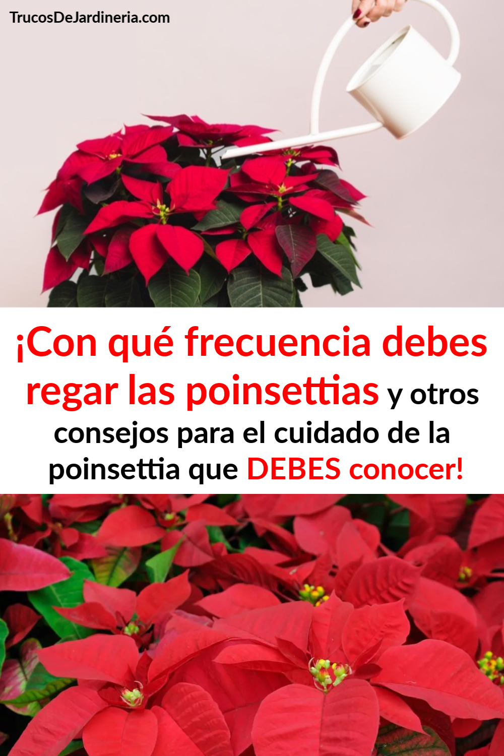 ¿Con Qué Frecuencia se Riegan las Flores de Pascua? Y Otros Consejos de Cuidado para las Flores de Pascua